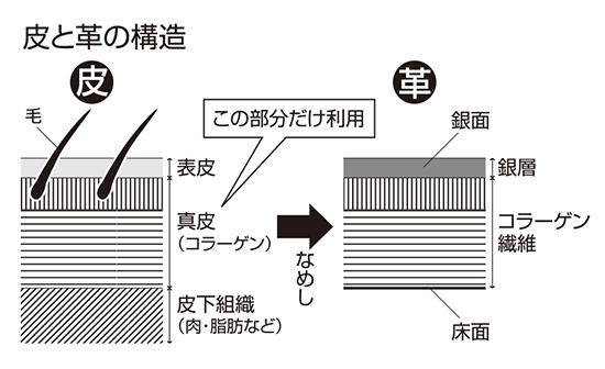 皮と革の構造