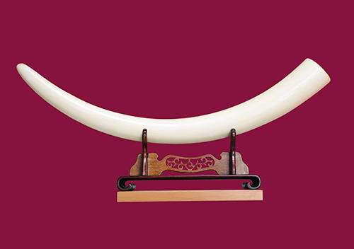 象牙は登録票を伴った売買を」 :: リユース経済新聞