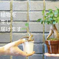 東京生花、観葉植物の下取り開始リモートワークで需要高まる