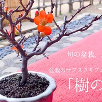 ReBonsai、盆栽のサブスクサービス『樹の糸』開始